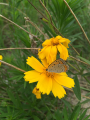 Lycaena dispar
