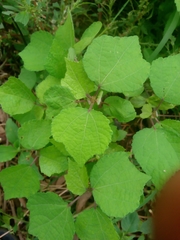 Triumfetta pentandra