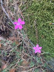 Dianthus deltoides