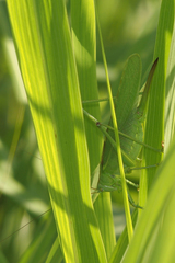 Tettigonia viridissima