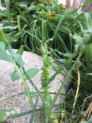 Asteraceae