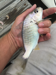 Leiostomus xanthurus