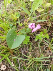 Ipomoea asarifolia