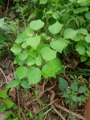 Triumfetta pentandra