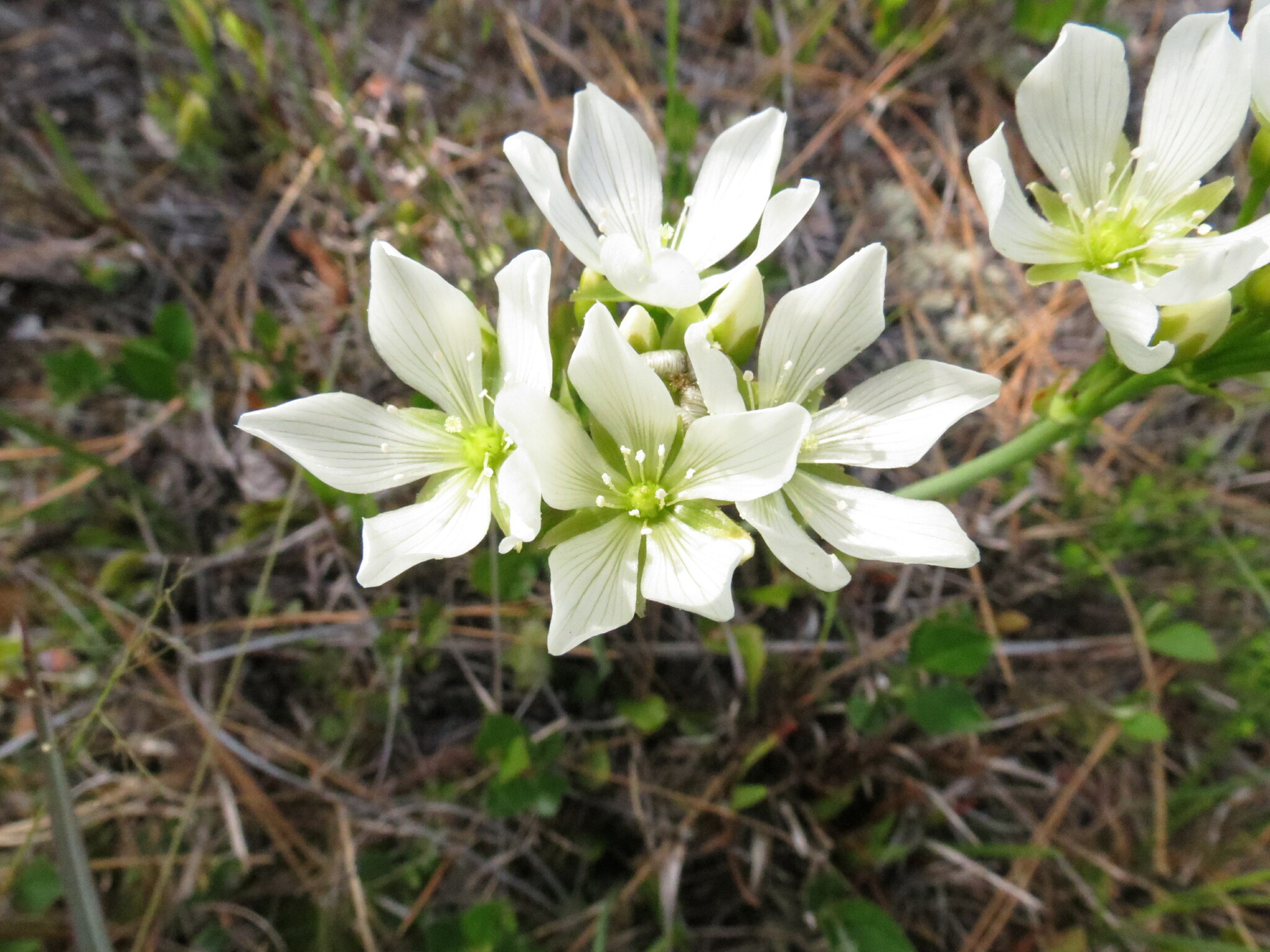Dionaea muscipula