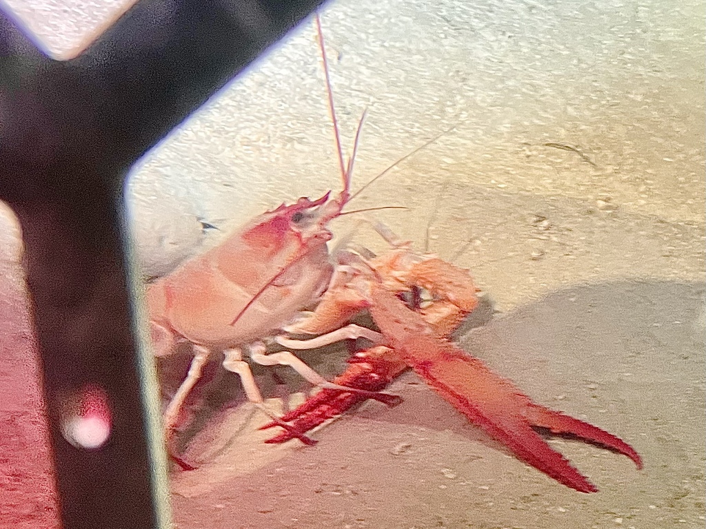 Eunephrops