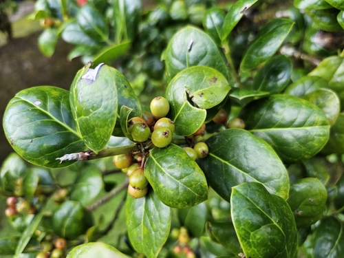 Image of Ilex perado by (c) Claude Kolwelter, some rights reserved (CC BY)