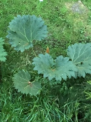 Gunnera tinctoria