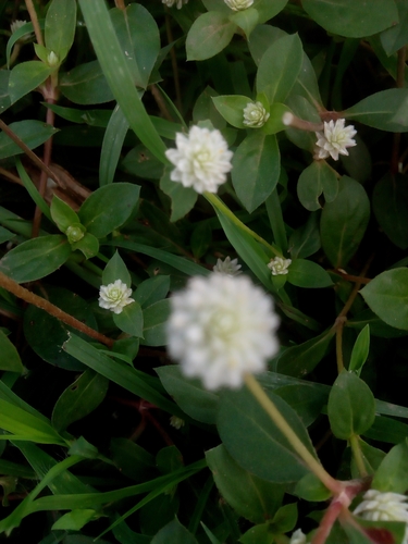 Gomphrena image