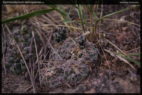 Gymnocalycium taningaense
