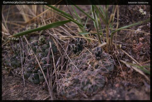 Gymnocalycium taningaense