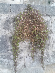 Cymbalaria muralis