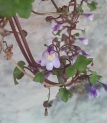 Cymbalaria muralis