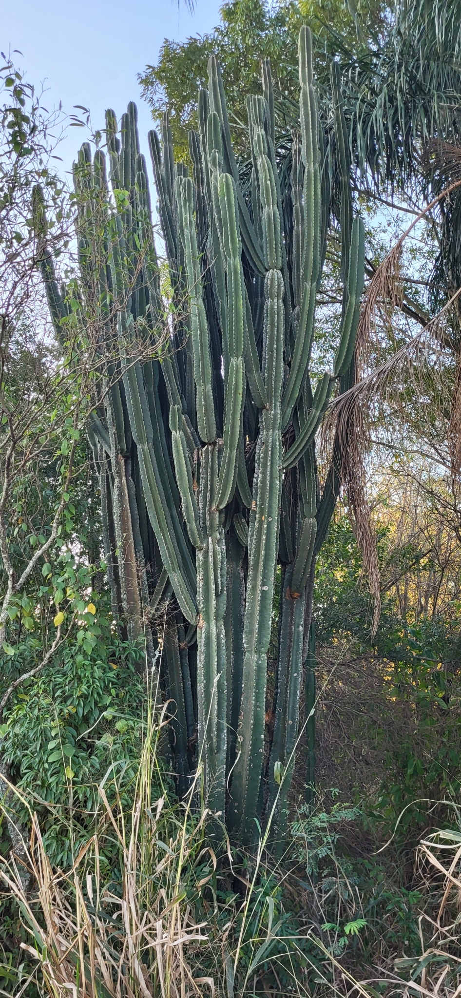 Cereus hildmannianus
