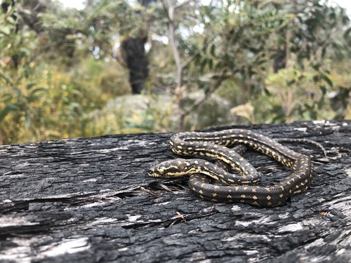 Diamond Python sighting