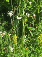 Melilotus altissimus