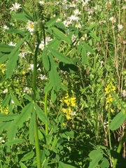 Melilotus altissimus