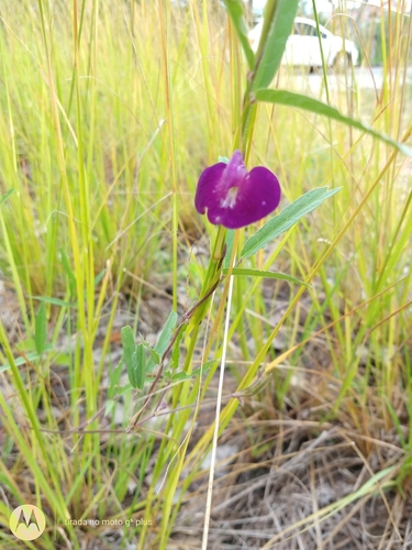 Image of Centrosema pascuorum by no rights reserved