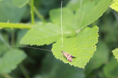 Nemophora degeerella