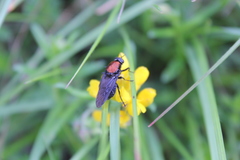 Clitellaria ephippium