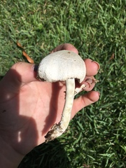 Agaricus campestris