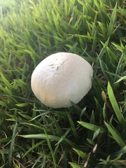 Agaricus campestris