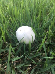 Agaricus campestris