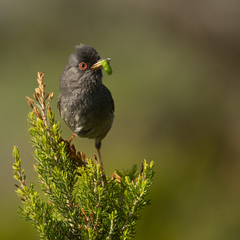 Marmora's Warbler photo 1