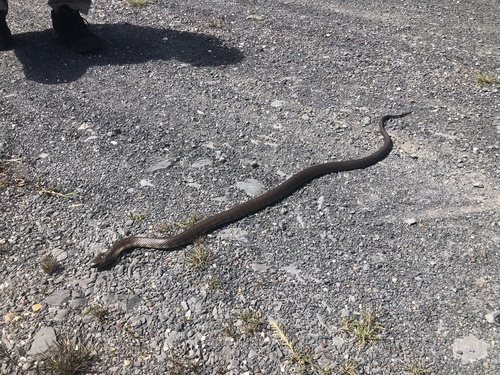 Tiger Snake sighting