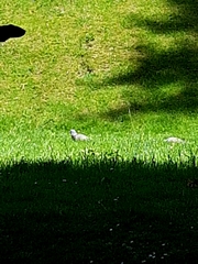 Columba palumbus