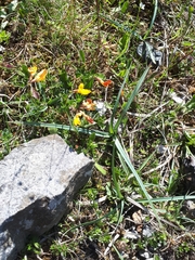 Carex panicea