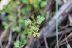 Apium prostratum filiforme