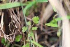 Apium prostratum filiforme