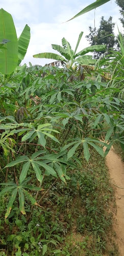 Cassava