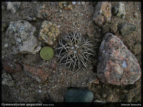 Gymnocalycium spegazzinii