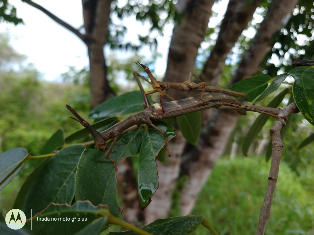 Stiphra robusta