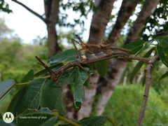 Stiphra robusta