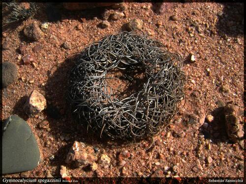 Gymnocalycium spegazzinii