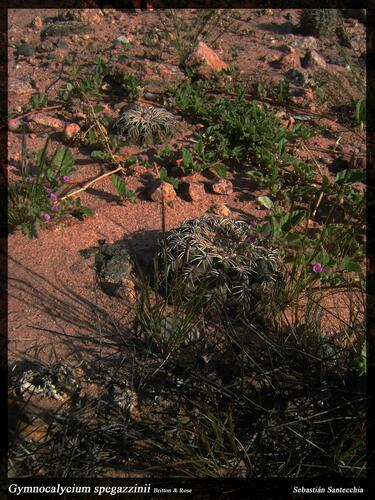 Gymnocalycium spegazzinii