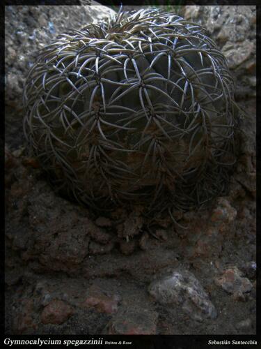 Gymnocalycium spegazzinii