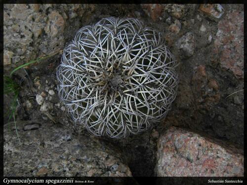Gymnocalycium spegazzinii