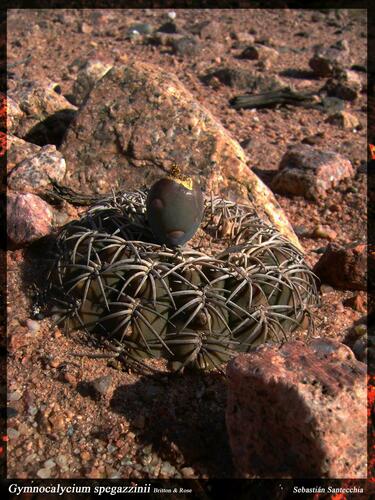 Gymnocalycium spegazzinii