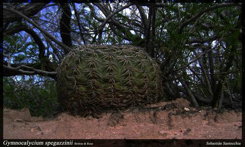 Gymnocalycium spegazzinii