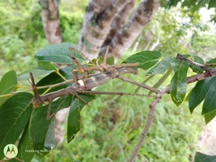 Stiphra robusta