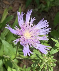 Stokesia laevis