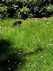 Turdus merula