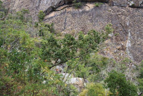 Red Stinkwood (Prunus africana)