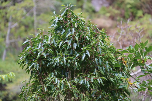 Image of Prunus africana by (c) Tony Rebelo, some rights reserved (CC BY-SA)