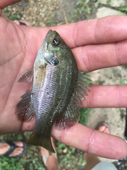Lepomis miniatus