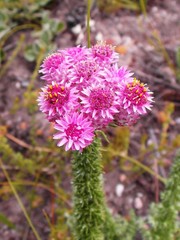 Lachnospermum umbellatum